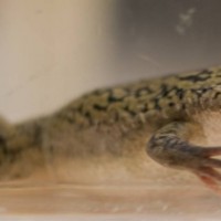 African Clawed Frog